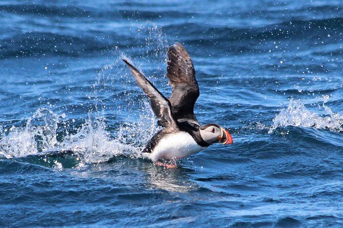 Original Big Whale Safari & Puffins Speedboat Tour from Húsavík - The RIB Ride and Safety: What You’re Really Signing Up For