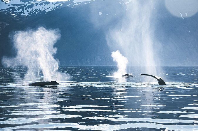 Original Carbon Neutral Whale Watching Tour from Húsavík - Comfort, cold, and crowding: the realistic planning checklist