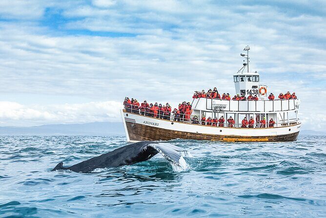 Original Carbon Neutral Whale Watching Tour from Húsavík - How the 3-hour outing unfolds on Skjálfandi Bay