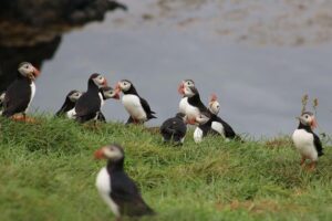 Premium Small-Group Puffin & Bird Watching tour from Reykjavík - How the One-Hour Plan Actually Works (Stop by Stop)