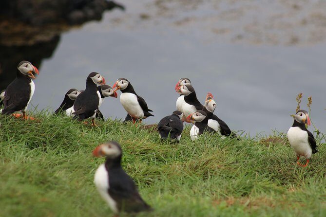 Premium Small-Group Puffin & Bird Watching tour from Reykjavík - How the One-Hour Plan Actually Works (Stop by Stop)