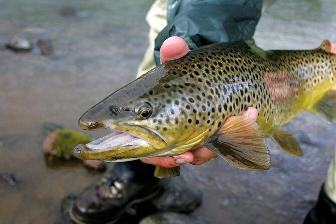 Private Lake and River Fishing Tour from Reykjavik - The Golden Circle Fishing River: A One-Hour Run to Five Hours of Angling