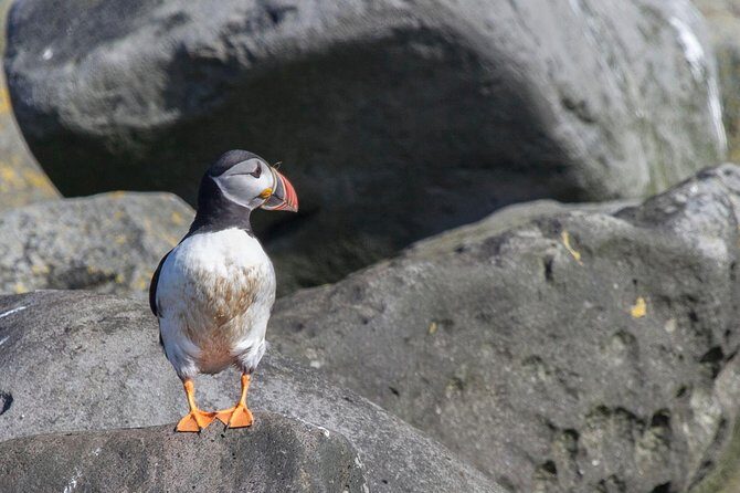 Puffin Cruise with Expert Tour Guide from Reykjavik - Who should book this puffin cruise from Reykjavik