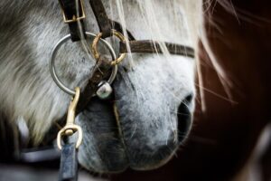 Red Lava Horse Riding Tour From Reykjavik - Rauðavatn Forest Beginnings and the Quiet Meaning Behind the Stop