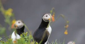 Reykjavik: 1-Hour Puffin Watching Tour - Boarding the Elding Boat: Fast, Warm, and Built for Viewing