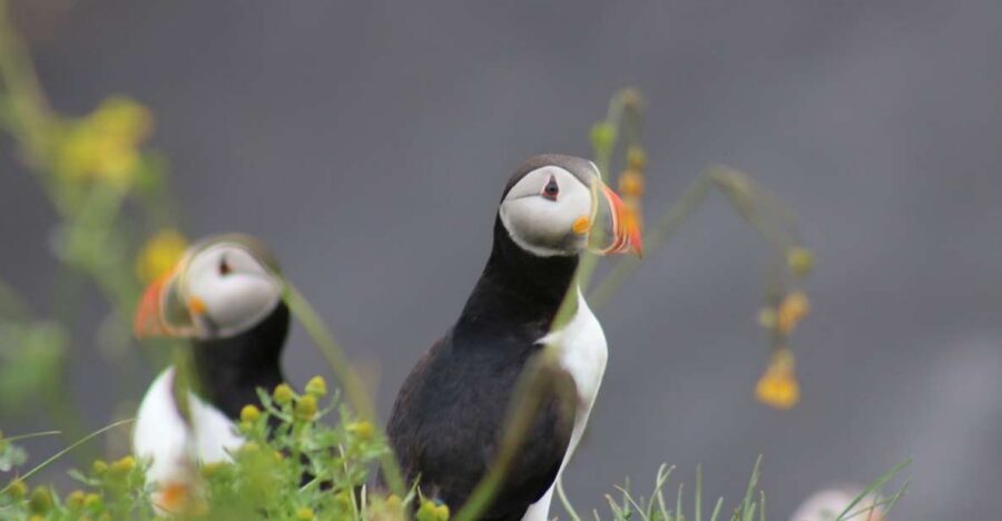 Reykjavik: 1-Hour Puffin Watching Tour - Boarding the Elding Boat: Fast, Warm, and Built for Viewing