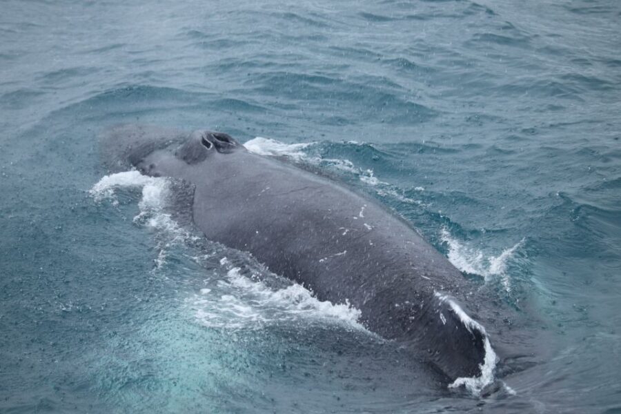 Reykjavik: Best Value Whale Watching Boat Tour - Key Things That Make This Tour a Strong Value