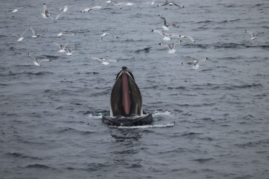 Reykjavik: Best Value Whale Watching Boat Tour - Spotting Tips the Crew Will Help You With (So You Don’t Miss It)