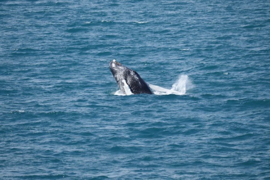 Reykjavik: Best Value Whale Watching Boat Tour - Heated Cabins and Free Overalls: Comfort Is Part of the Wildlife Game