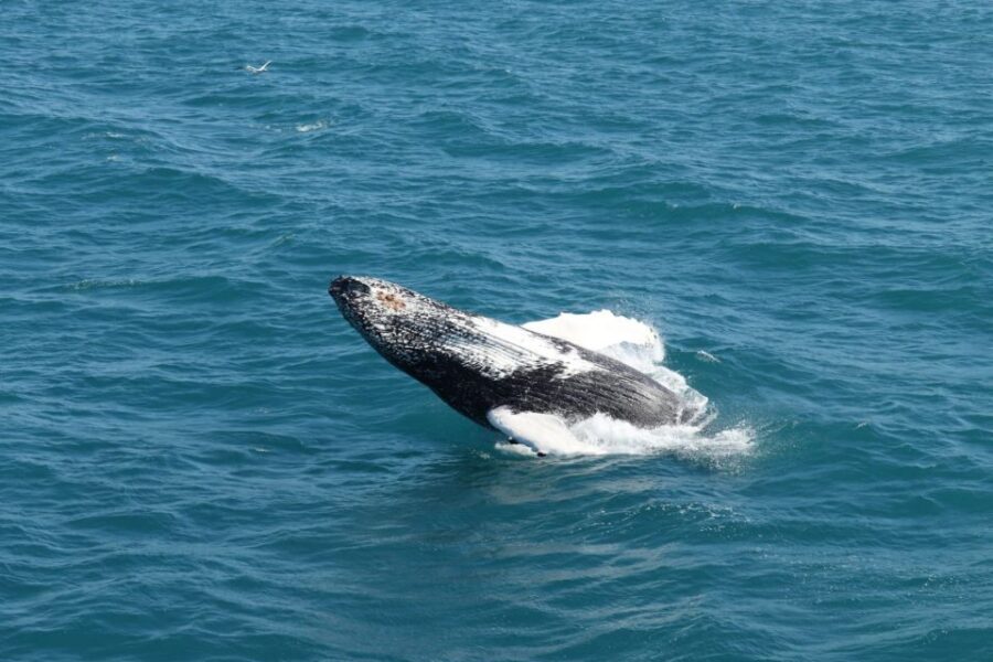 Reykjavik: Best Value Whale Watching Boat Tour - Faxaflói Bay Whale Watching: What the 2.5 Hours on the Water Feels Like
