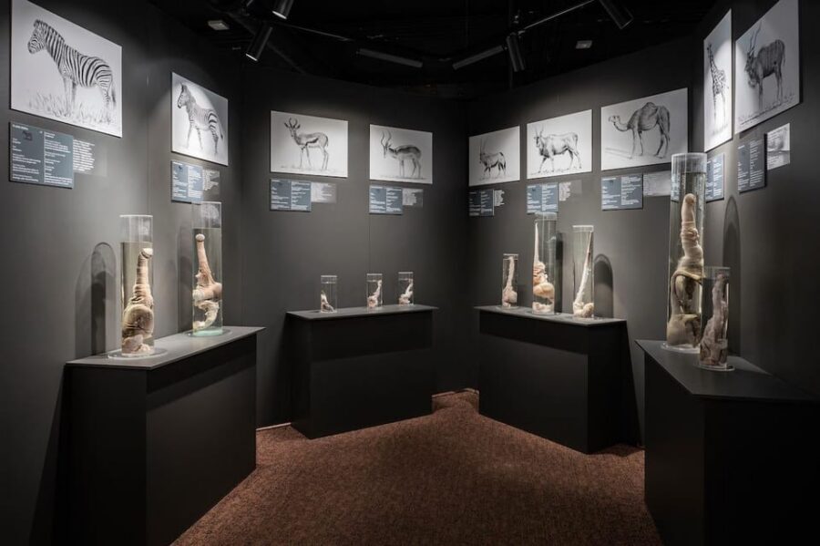 Reykjavik: Icelandic Phallological Museum Entry Ticket - Why the Museum’s Independence Feels Different