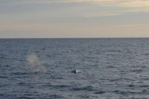 Reykjavik: Midnight Sun Whale Watching Tour - Meeting Elding at Ægisgarður: Getting Started Without Stress