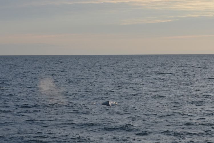 Reykjavik: Midnight Sun Whale Watching Tour - Meeting Elding at Ægisgarður: Getting Started Without Stress