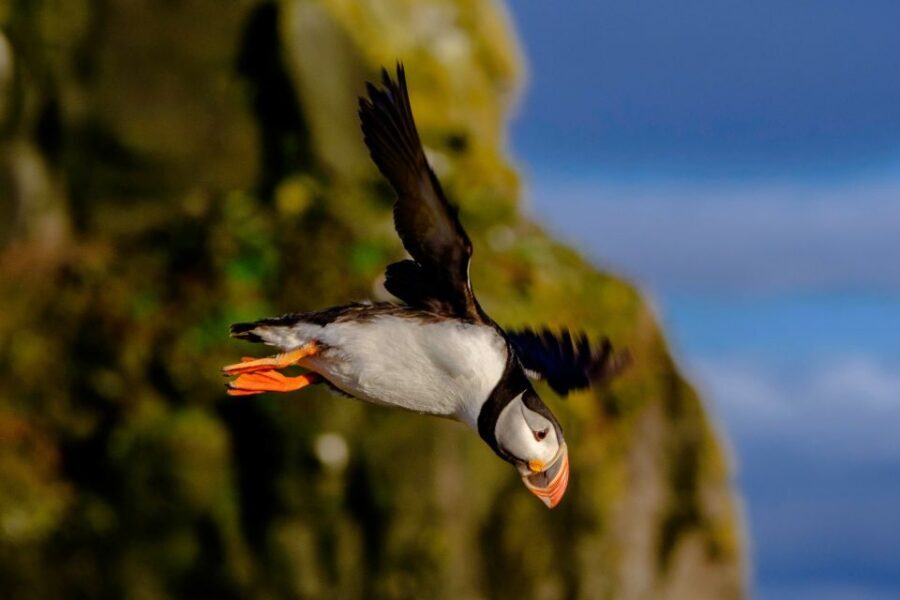 Reykjavik: Premium Whale Watching with Flexible Ticket - Flexible Ticket Value: How It Can Save a Day in Iceland