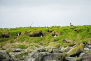 Reykjavik: Puffin Watching Boat Tour - Lundey and Akurey: The Real Stage for Atlantic Puffins
