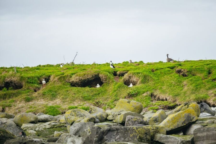 Reykjavik: Puffin Watching Boat Tour - Lundey and Akurey: The Real Stage for Atlantic Puffins