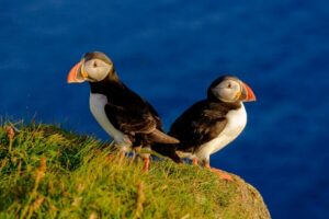 Reykjavik: Puffin Watching Tour - Old Harbour Departure: What the 1-Hour Boat Ride Feels Like