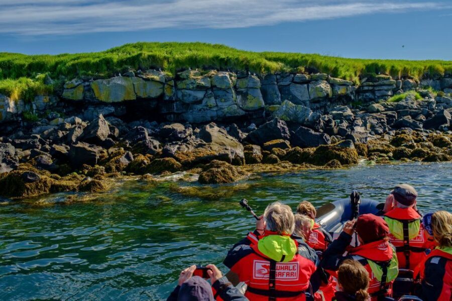 Reykjavik: Puffin Watching Tour - Spotting the Neighborhood: Gannets, Auks, Fulmars, and Arctic Terns