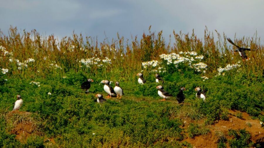 Reykjavik: Puffin Watching Tour - Price and Value: Is $101 Worth a RIB Puffin Cruise?