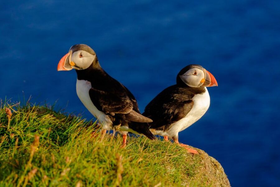 Reykjavik: Puffin Watching Tour - Racing Across Faxaflói Bay for Puffins on Islands and Cliffs