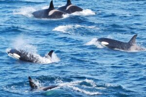 Reykjavik: the Original 3-Hour Whale Watching Tour - Where to meet at Old Harbour (and what to do before you board)