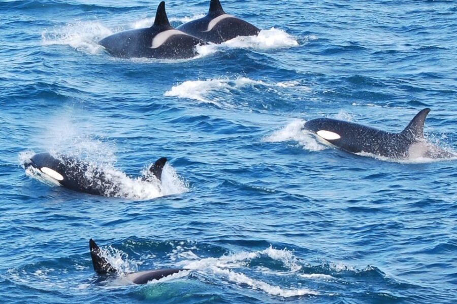 Reykjavik: the Original 3-Hour Whale Watching Tour - Where to meet at Old Harbour (and what to do before you board)