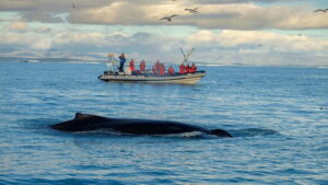 Reykjavik: Whale and Puffin Watching RIB Boat Tour - Harpa Concert Hall and Sun Voyager: the city views you get while you wait for wildlife