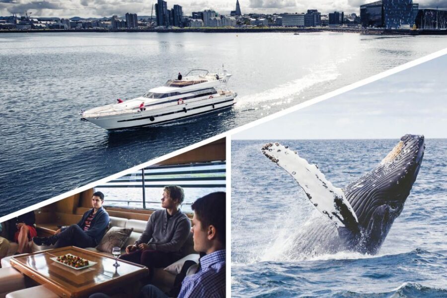 Reykjavik: Whale Watching and Dolphin Watching Yacht Cruise - Who this cruise suits best (and who should adjust expectations)