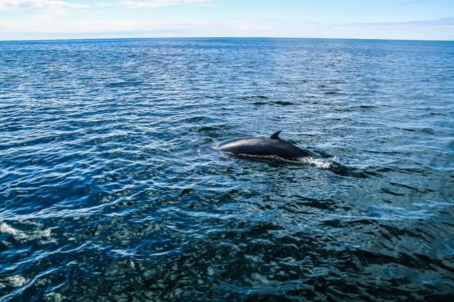 Reykjavík: Whale Watching and Marine Life Cruise - What You Can Actually See: Whales, Dolphins, Porpoises, and Seals