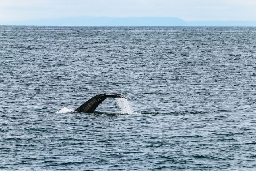Reykjavík: Whale Watching and Marine Life Cruise - Maria and the Guide Team: Turning Spotting Into a Real Experience
