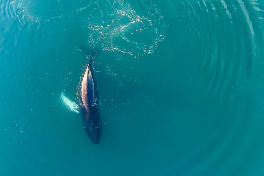 Reykjavík: Whale Watching and Marine Life Cruise - WiFi and Social Sharing: Small Perk, Real Use