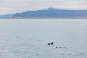Reykjavík: Whale Watching Cruise on the Amelia Rose Yacht - Old Harbor check-in: where the cruise actually begins