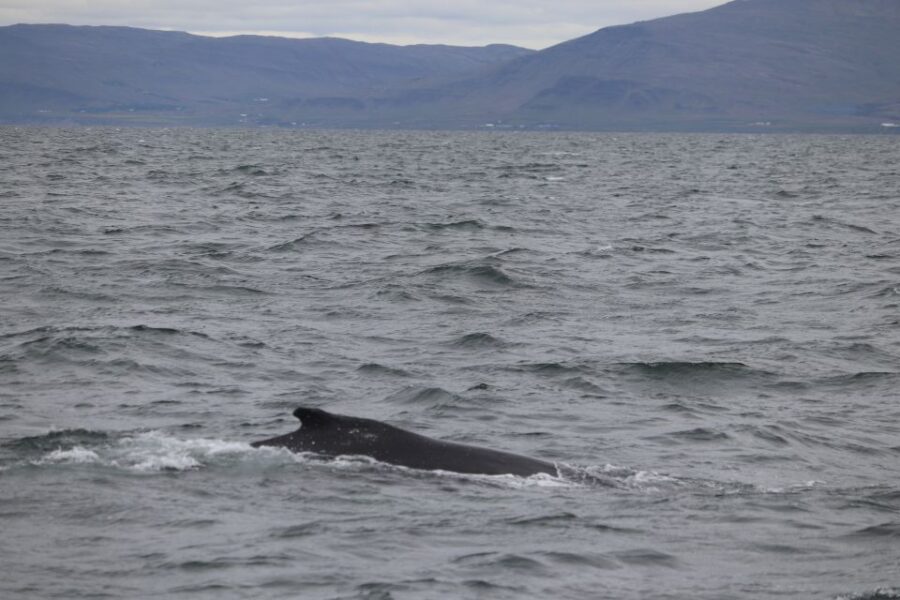 Reykjavik: Whale Watching Excursion & Whale Exhibition - The 3-hour Faxaflói sail: what you’re really paying for