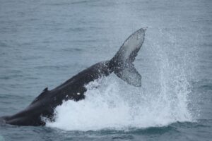 Reykjavik: Whale Watching & Northern Lights Combo Cruise - Meet Point: Geirsgata 11 and the Fast Start