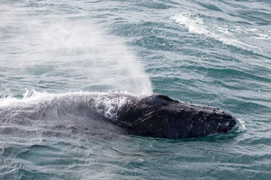 Reykjavik: Whale Watching & Northern Lights Combo Cruise - Guides and Onboard Style: Why the Commentary Matters