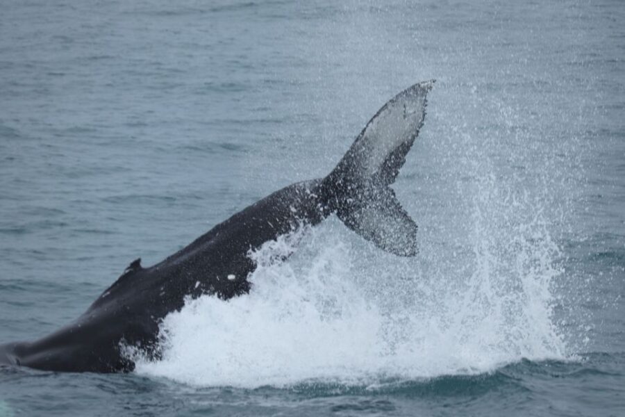 Reykjavik: Whale Watching & Northern Lights Combo Cruise - Meet Point: Geirsgata 11 and the Fast Start