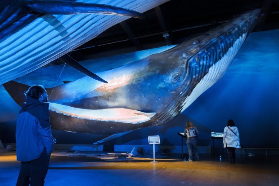 Reykjavik: Whale Watching Tour, Whales of Iceland Exhibition - Key things I think you’ll care about