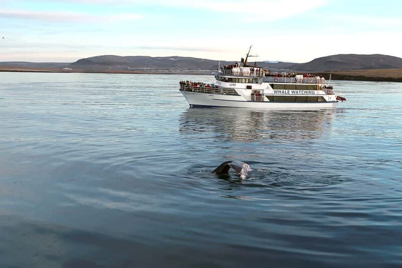 Reykjavik: Whale Watching Tour with Expert Guide - Key highlights you’ll care about
