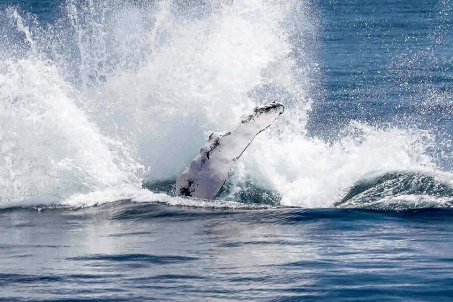 Reykjavik: Whale Watching Tour with Expert Guide - Should you book this Reykjavík whale-watching tour?