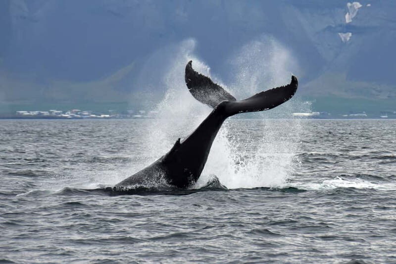Reykjavik: Whale Watching Tour with Expert Guide - Old Harbour departure: getting positioned fast for Faxaflói Bay