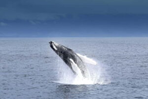 Reykjavik: Whale Watching Tour with Expert Guide - Andrea comfort that actually helps you spot whales