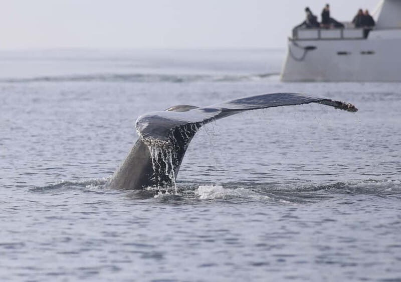 Reykjavik: Whale Watching Tour with Expert Guide - Food, café breaks, photos, and the small perks that add value