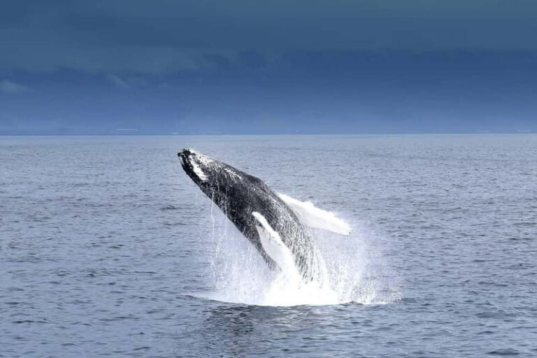 Reykjavik: Whale Watching Tour with Expert Guide - Andrea comfort that actually helps you spot whales