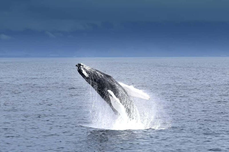 Reykjavik: Whale Watching Tour with Expert Guide - Andrea comfort that actually helps you spot whales
