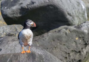 Reykjavik: Whales and Puffins Express Cruise Combo Tour - How up-close puffin watching feels (binoculars, overalls, and real bird time)