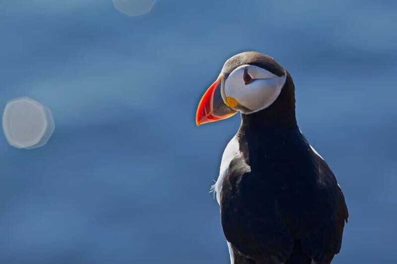 Reykjavik: Whales and Puffins Express Cruise Combo Tour - The “changeover” moment and why it matters