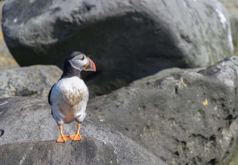 Reykjavik: Whales and Puffins Express Cruise Combo Tour - How up-close puffin watching feels (binoculars, overalls, and real bird time)