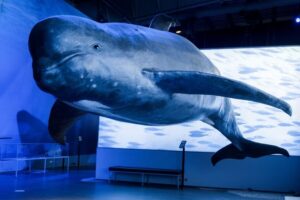Reykjavik: Whales of Iceland Museum Entrance Ticket - Interactive Exhibits and Underwater Sound Concepts You Can Understand