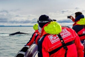 RIB Whale Watching Small-Group Boat Tour from Reykjavik - Puffin island stop in season: Akurey, Engey, or Lundey