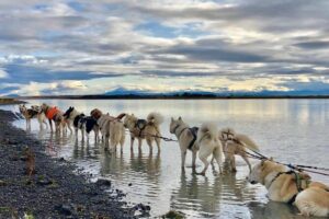 Small Group Husky Sledding Tour from Capital Region - Your 3-Hour Timeline: From Reykjavik to Base Camp and Back